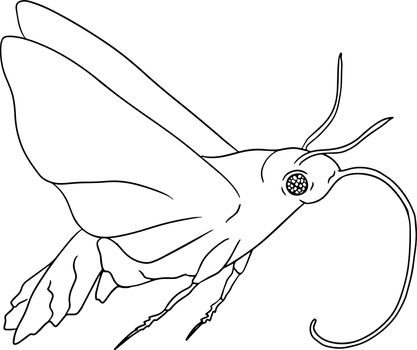 Sphingidae. Beetles coloring pages. Vector, hand drawn illustration.