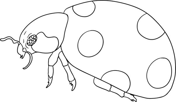 Ladybug. Beetles coloring pages. Vector, hand drawn illustration.
