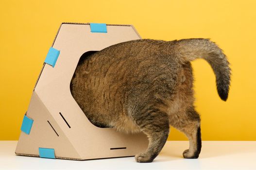 An adult straight-eared Scottish cat sits in a brown cardboard house for games and recreation on a yellow background
