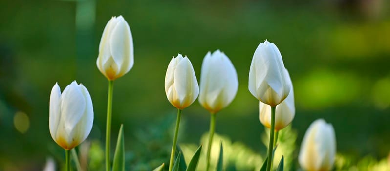 White tulip flowers growing, blossoming and flowering in lush green home garden, symbolising love, hope and affection. Bunch of decorative plants blooming in landscaped backyard through horticulture