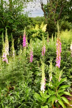 White and pink common foxgloves growing and flowering in a lush green garden at home. Bunch of digitalis purpurea bushes blooming in landscaped and horticulture backyard as medicinal herbal plants