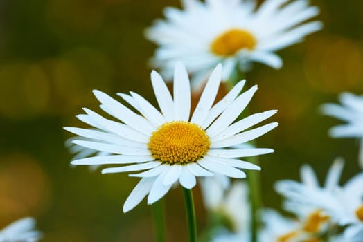 Beautiful white daisies and flowers growing in a lush botanical garden in the sun outdoors. Closeup of vibrant marguerite blooming in spring. Scenic bright, herbal plants blossoming in nature