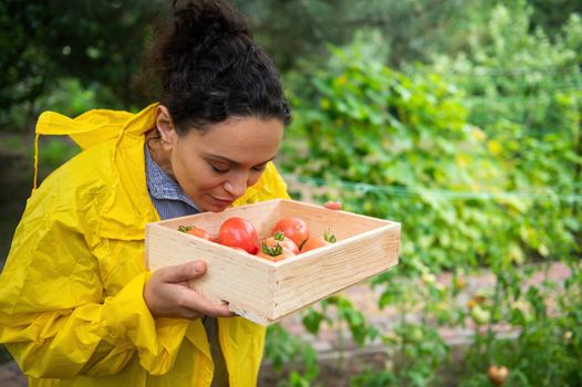 Beautiful woman gardener smelling a freshly harvested crop of ripe organic tomatoes grown in her own vegetable garden