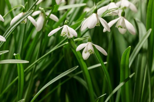 Closeup of pretty white flowers growing on a field in summer. Snowdrop flowering plants beginning to bloom and open up in a park or backyard garden in nature. Beautiful flora blossoming in a meadow
