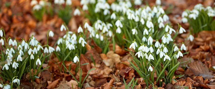 White snowdrop flowers growing on a flowerbed in a backyard garden in summer. Beautiful Galanthus nivalis flowering plants and flora beginning to open up and bloom in a park or field in nature