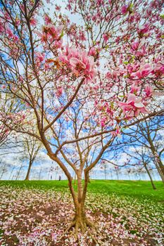 Wide angle of tree covered in large pink and white flowers in spring