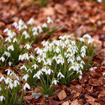 Beautiful white flowers, outdoors on a sunny Spring day. Isolate natural garden shows bright, blooming plants that create calm, serene and tranquil environment. Official name is Galanthus nivalis.