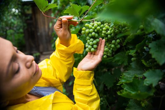 Details: Hands of Hispanic woman vine grower holding green grapes hanging in the vineyard and inspect them for ripeness.