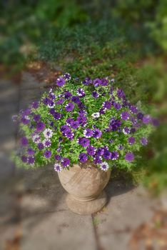 Wild flowering plant used for gardening decoration and landscaping. Flower pot with purple petunias growing in a backyard home garden on a patio. Beautiful flowerheads blooming and blossoming outside