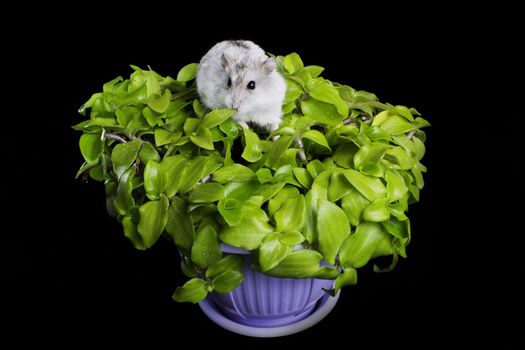 Hamster on a plant