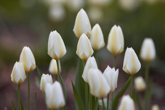 White garden tulips growing in spring. Spring perennial flowering plants grown as ornaments for its beauty and floral fragrance scent. Closeup of many beautiful closed tulip flowers with green stems