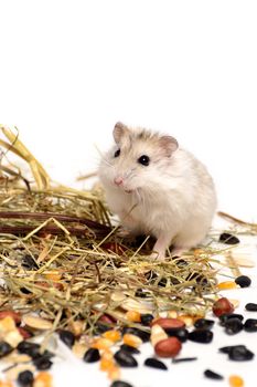 Jungar hamster on a white background