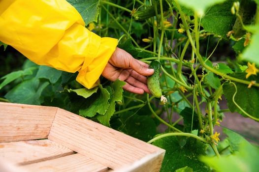 Gardener's hand picking up cucumber cultivated in an organic eco farm. Agriculture, gardening, farming, agribusiness.