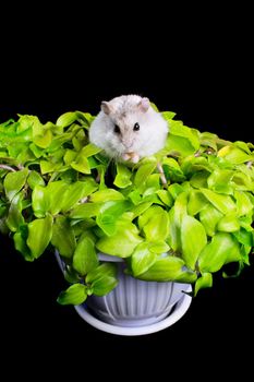 Hamster on a plant