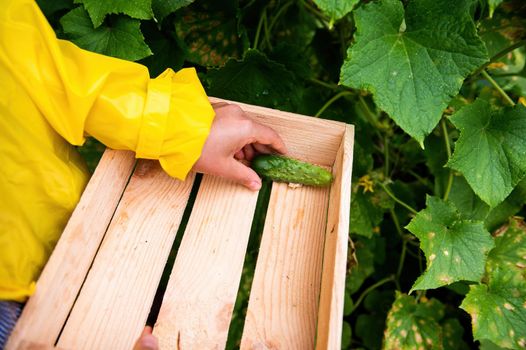 Details: Gardener's hand putting harvested cucumber cultivated in an organic eco farm into a wooden box. Gardening