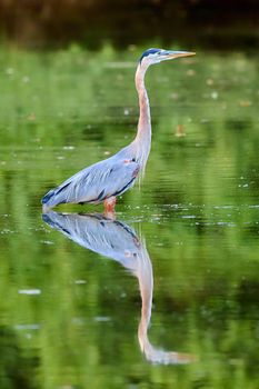 Great Blue Heron standing in shallow water hunting for fish.