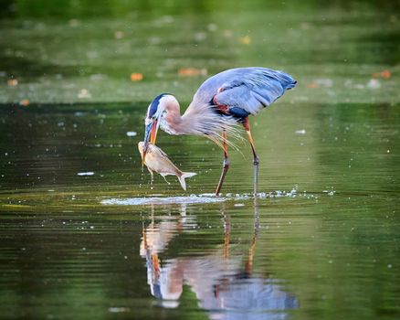 Great Blue Heron standing in the shallow water eating a fish.