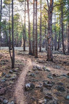 Two paths merge on hiking trail through serene pine tree forest