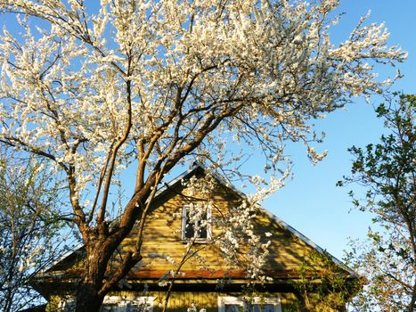 Facade of a village house with a flowering tree.