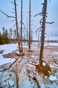 Yellowstone dead trees stuck in deadly waters