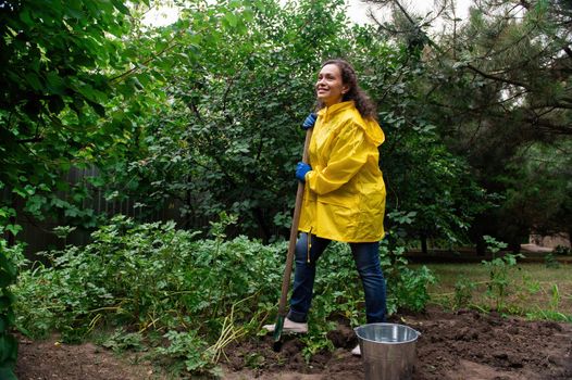Full-length.Woman farmer digging up a potato bush while gardening in the organic vegetable garden. Seasonal harvest time
