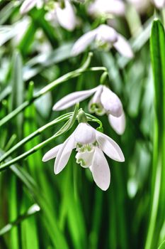 Beautiful white snowdrop or galanthus flower growing in a garden against a green background. Closeup of a bulbous, perennial and herbaceous plant from the amaryllidaceae genus blooming in nature