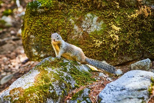 Yosemite ground squirrel on mossy rocks