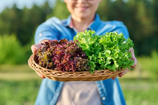 Close-up of fresh picked red and green lettuce leaves in basket in womans hands