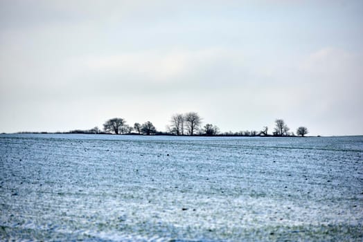 Snowy plowed field in a rural countryside in nature during chilly and cold weather. Winter landscape on a farm with silhouette of trees in a row against an overcast sky background with copy space.