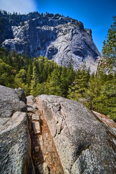 Yosemite cliffs and pine tree forest with boulder featuring large grove in foreground