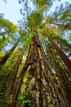 View looking up at huge Redwood forest tree