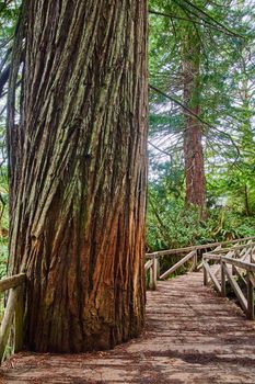 Wooden walking bridge has large Redwood tree cut into it
