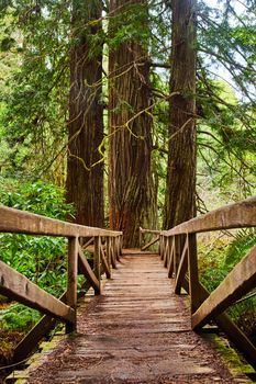 Wooden boardwalk bridge with Redwood trees growing through path