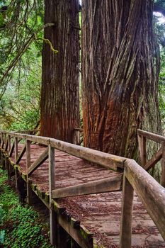 View from side of wooden walking bridge with Redwood trees cut into bridge