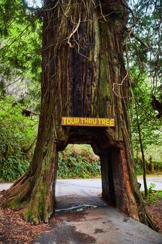 You can drive your car through this Redwood in California