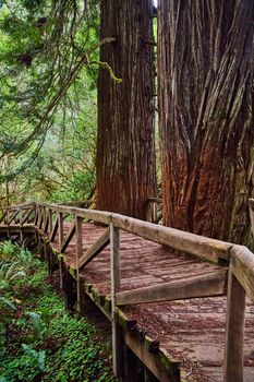 Walking bridge in Redwoods with trees cutting into wood path