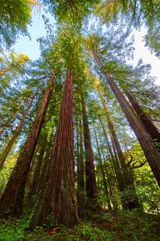 Vertical of large Redwood forest with giant tree trunks