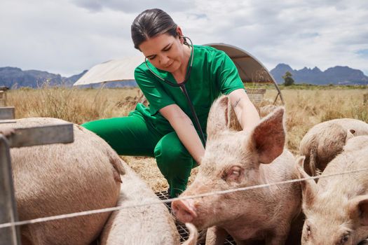 disease prevention is as important as treating it. a female veterinarian on a farm with pigs.
