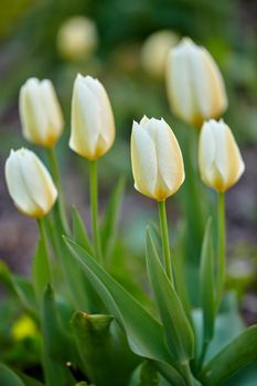 White and yellow tulips in a garden background. Bunch of beautiful elegant tulip flowers with green stem and leaves. A perennial flowering plant growing in a park for its beauty and aromatic scent