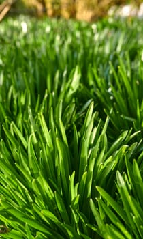 Bright green buffalo grass growing on the ground in a garden or park outside in nature during summer. Closeup of greenery and foliage outdoors on a spring day in a natural and cultivated habitat