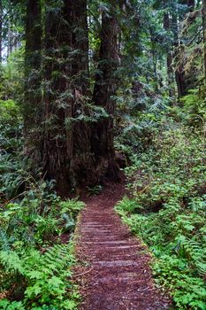 Wood hiking path leading into lush green Redwoods forest
