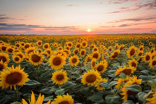Landscape of ripe golden blooming sunflowers and stunning sunset at the background