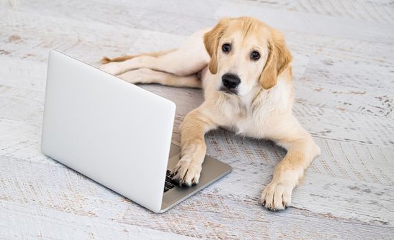 Nice dog looking at laptop