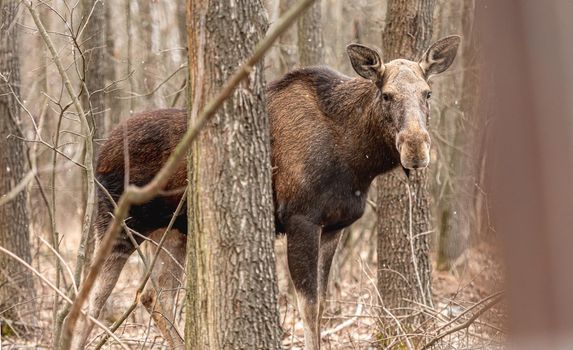 Majestic elk in the wood