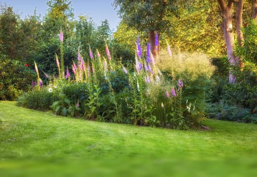 Pink, white and purple foxglove flowers growing in quiet, green and herbal home garden with copy space. Digitalis purpurea bushes blooming in landscaped and horticulture backyard as medicinal plants