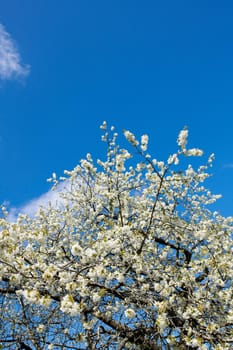 Branches of white japanese cherry blossoms against a clear blue sky copy space background. Delicate prunus serrulata fruit tree from the rosaceae species blooming in a garden on a sunny day outdoors