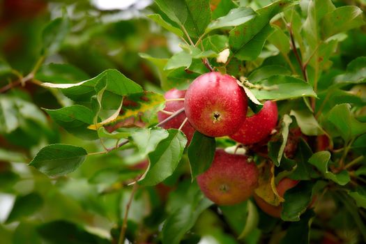 Red apples growing on trees for harvest in an orchard outdoors. Closeup of ripe, nutritious and organic fruit cultivated in season on a lush farm or grove. Delicious fresh produce ready to be picked