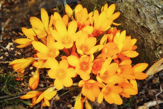 Above view of yellow crocus flowers growing in mineral rich and nutritious soil in a private, landscaped and secluded home garden. Textured closeup detail of budding plants in a backyard or nursery