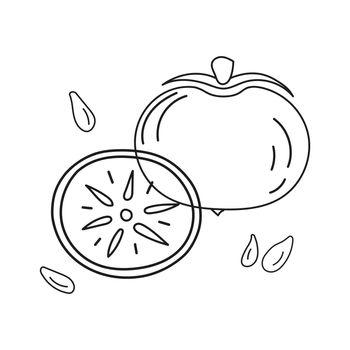 Outline vector illustration of persimmons whole and cut with pits.
