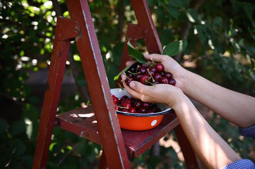 A handful of ripe freshly picked cherries in the hands of a gardener, next to a ladder in an orchard